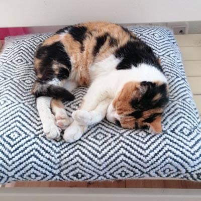 Katze Katze