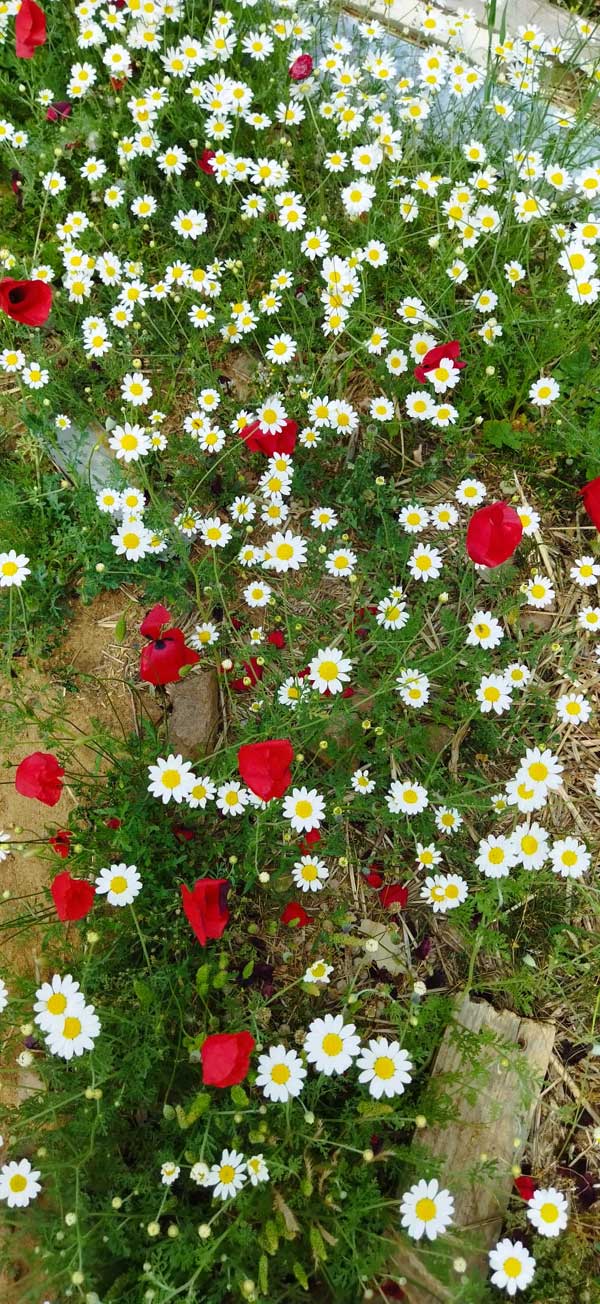 Mohn im Mai auf Lesvos Mohn im Mai auf Lesvos