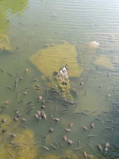 Schildkröten unter der Turtle Bridge Schildkröten unter der Turtle Bridge